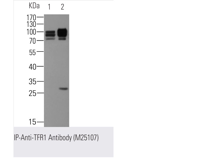 tfr1-cd71-525-mab