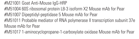 Malate dehydrogenase Mouse Antibody for Pear