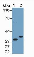 IL1b Antibody 经典一抗