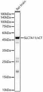 Anti SLC7A11 xCT Antibody 经典一抗